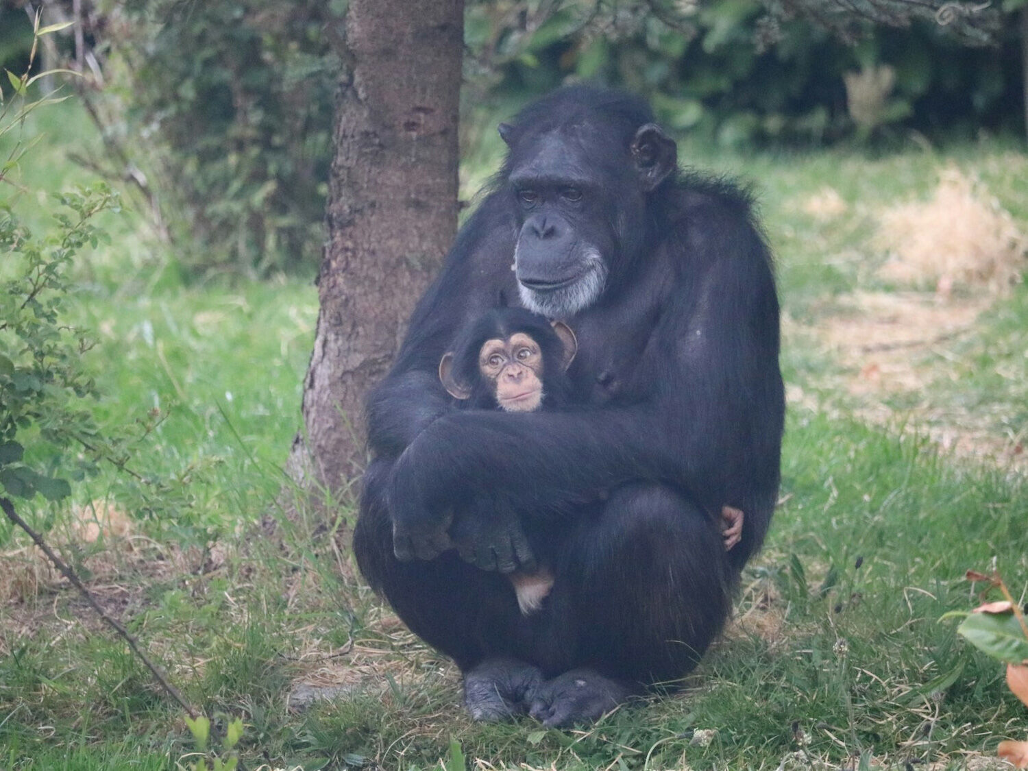 Study finds baby chimps prosper when their moms have friends